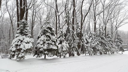 spruces under snow in park
