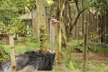 ostrich