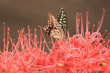 彼岸花と蝶の風景