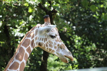 giraffe in zoo