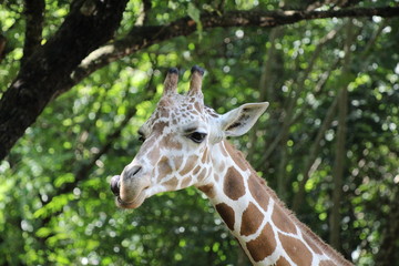 portrait of giraffe
