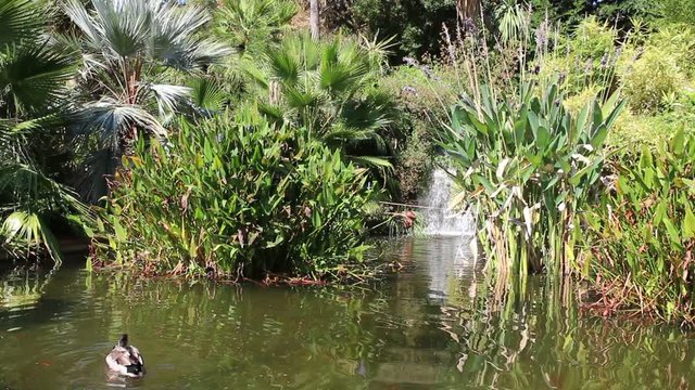 Animal sexual reproduction - Ducks in a park