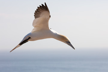 Fototapeta na wymiar Northern gannets have streamlined bodies adapted for plunge-diving at high speed