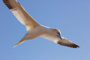 The wings of the northern gannet are long and narrow and are positioned towards the front of the body, allowing efficient use of air currents when flying