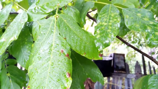 The Rain in Nature