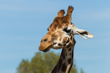 Giraffe against the blue sky. Giraffe is the tallest animal in the world.