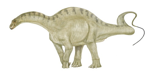 ディクラエオサウルス。ジュラ紀後期の恐竜。竜脚類。アフリカのタンザニアで骨格化石が発見された。首が短く背中のにかけての隆起は二股で高い特徴を持つ。そこから名付けられた学名には二又のトカゲという意味がある。また、目の上に鼻の穴がある特徴もあるが、そのままの再現では外形的に生き物としてのバランスを欠く。イラストでは目の上の穴から続く空気の通り道を想像し、外形上鼻腔は顔の先端に延長した。 © Mineo