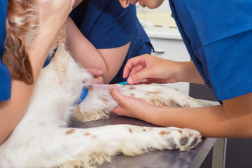 Veterinary place an intravenous line in a dog. Close up