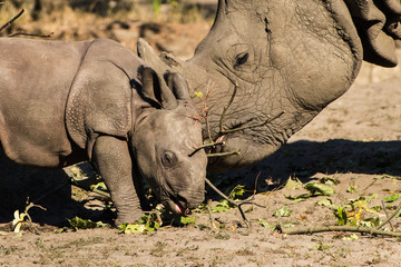 Obraz premium A newborn baby Rhino with mother at the Berlin Zoo.