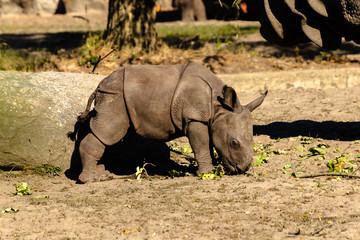 A newborn baby Rhino  at the Berlin Zoo. © Evgheni