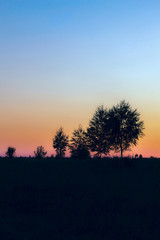 trees silhouettes on dusk sunset sky background