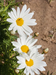 jasmine and white flower.