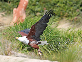 Close up of an African Sea Eagle in flight catching food