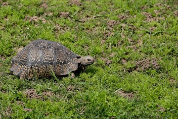 An African spurred tortoise in the Addo Elephant national park near Port Elizabeth, South Africa. 