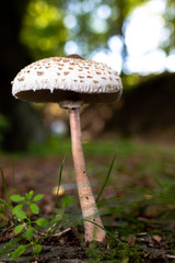 A mushroom in a forest