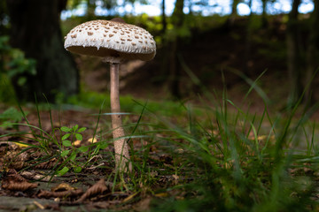 A mushroom in a forest