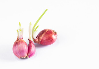 Red Onion there are germinating isolated on white floor.