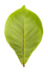 Obraz premium green Indian almond leave back side with path