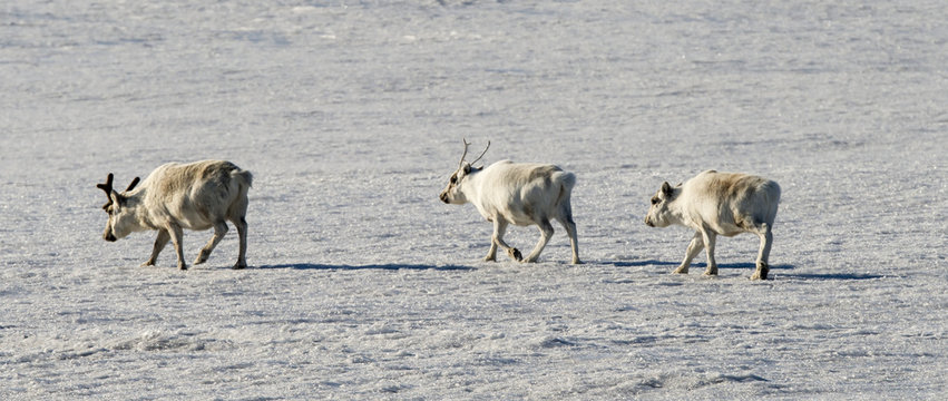 Renne du Spitzberg, Renne de Svalbard, Rangifer tarandus platyrhynchus, Spitzberg, Svalbard, Norv&egrave;ge