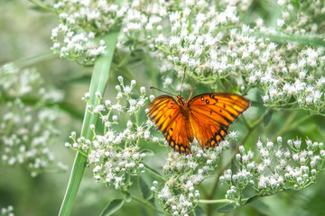 Gulf Fritillary Butterfly fluttering its wings among white wild flowers!