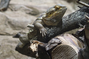 A big frog sits on a branch