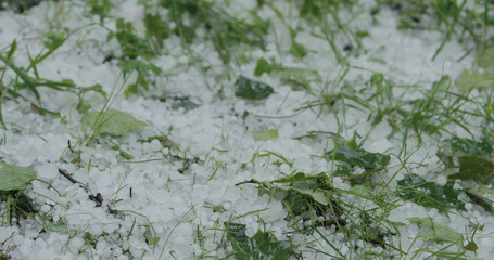 closeup of hailstones on the grass after strong hailstorm