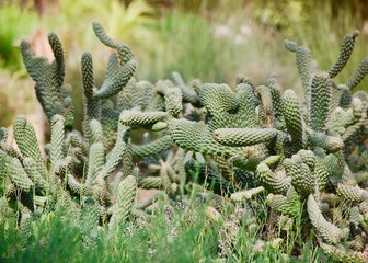 Green web of cactus (cacti) in the desert garden in Al Ain, United Arab Emirates (UAE). 