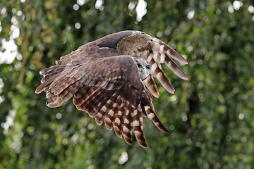 Close up of a Verreaux's Eagle Owl in flight