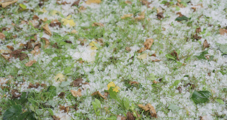 closeup of hailstones on the grass after strong hailstorm