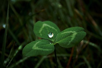 A clover with drops of water on its leaves