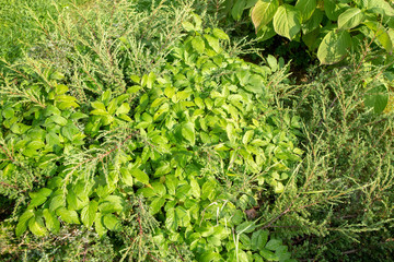 green plants in the garden