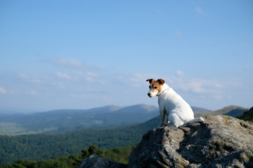 Alone white dog sitting on rock against the backdrop of an incredible mountain landscape