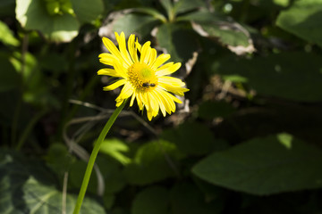 the bee collects the nectar on a yellow flower