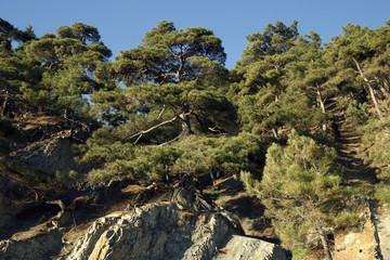 Relic pine trees on a rock on a sunny afternoon. coniferous forest on the slope of the mountain
