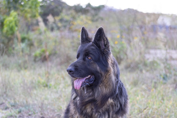 german shepherd dog
