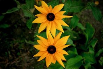 Two rudbeckia flowers in late summer garden