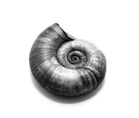Poster Black and white photo of shell on white background © yarbeer