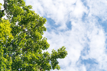 Fototapeta premium Bright green oak tree leaves against blue sky with puffy clouds. Summer or spring background image