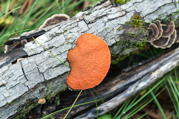 Naturally bright orange bracket polypore fungus on a fallen log with other types of fungi visible in the background. Concepts of mushroom hunting, nature, outdoors