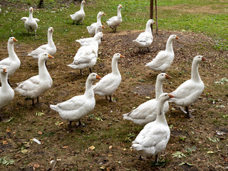 Gänse im Klostergarten