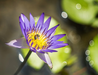 Closeup lotus flower with bee swarm
