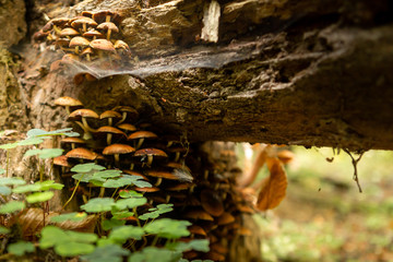 Mushrooms in the autumn forest. Wild forest, yellow leaves.