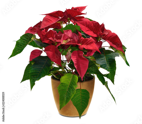 &quot;Weihnachtsstern&quot; Stockfotos und lizenzfreie Bilder auf Fotolia.com
