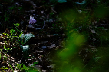 カタクリ　花