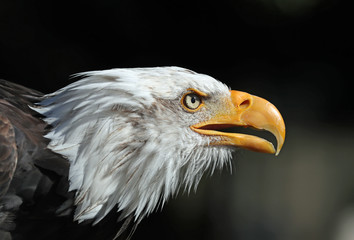 Close up of an American Bald Eagle