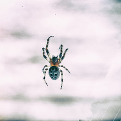 Spider with cross on back on web