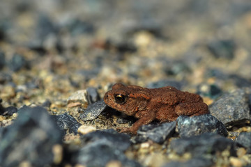 Erdkröte (Bufo bufo)