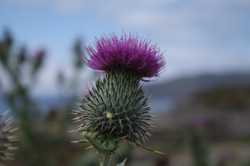 Thistle in the Highlands