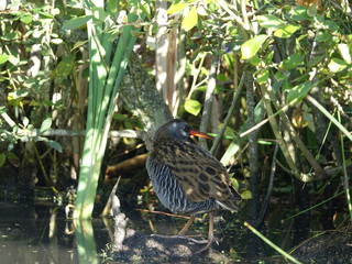 Water rail (Rallus aquaticus)