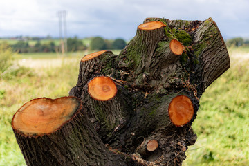 Freshly cut tree